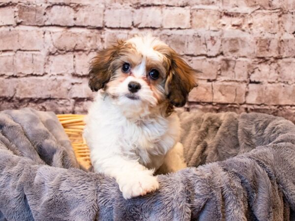 Cavachon- Available 6/8-DOG-Female-White-1278-PetCenter Old Bridge, New Jersey