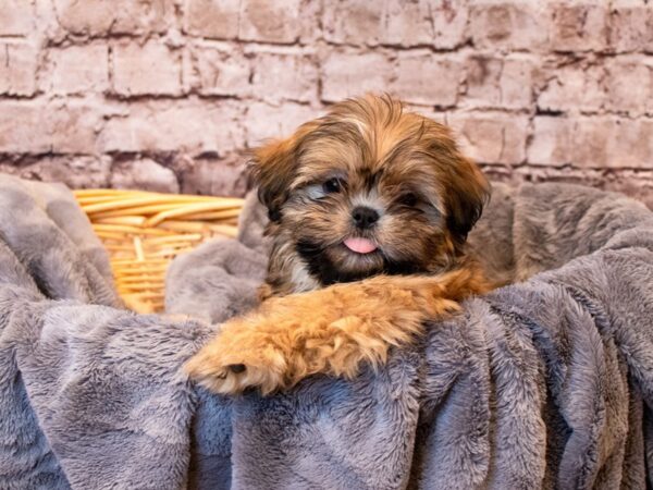 Shih Tzu- Available 6/8-DOG-Male-Gold-1288-PetCenter Old Bridge, New Jersey