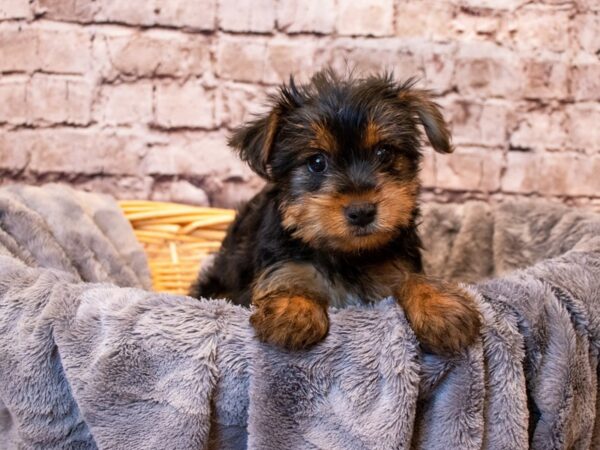 Yorkshire Terrier- Available 6/8-DOG-Female-Black and Tan-1287-PetCenter Old Bridge, New Jersey