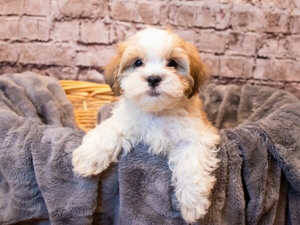 Shihpoo- Available 6/8-DOG-Male-Gold and White-1290-PetCenter Old Bridge, New Jersey