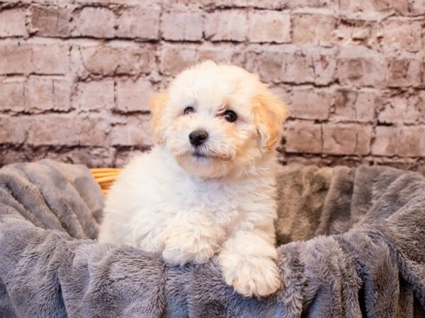 Bichon Poo- Available 6/8-DOG-Male-Cream-1285-PetCenter Old Bridge, New Jersey