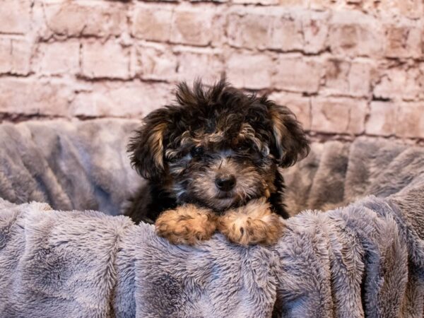 Yorkiepoo- Available 6/8-DOG-Female-Black and Tan-1284-PetCenter Old Bridge, New Jersey