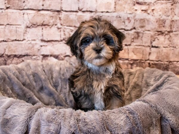 Shihpoo- Available 6/8-DOG-Female-Blue Merle-1277-PetCenter Old Bridge, New Jersey