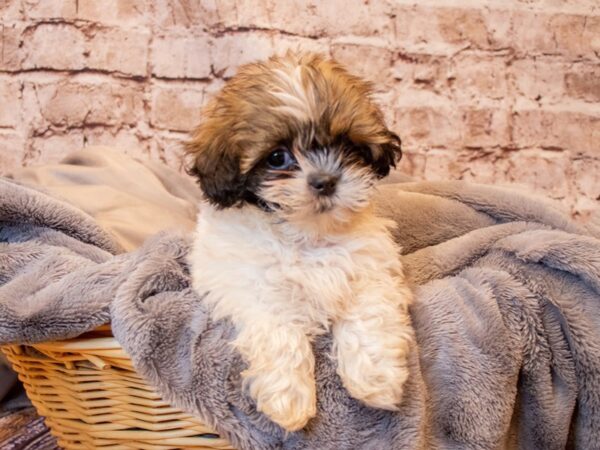 Shih Tzu- Available 6/15-DOG-Male-Gold-1297-PetCenter Old Bridge, New Jersey