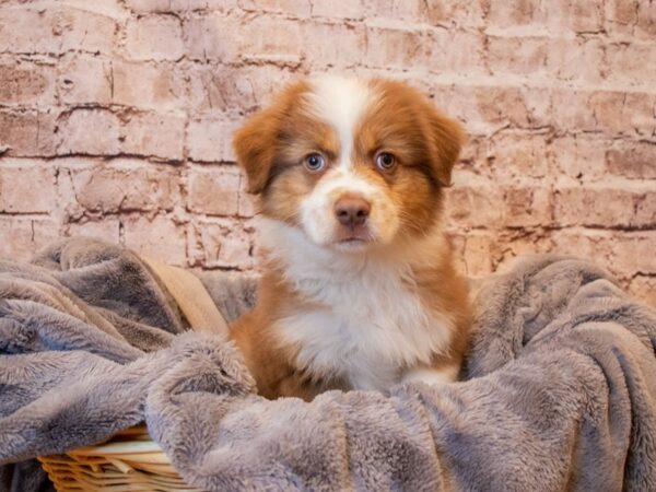 Australian Shepherd- Available 6/15-DOG-Male-Red-1296-PetCenter Old Bridge, New Jersey