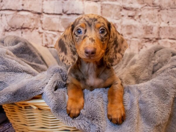 Dachshund- Available 6/15-DOG-Male-Chocolate-1293-PetCenter Old Bridge, New Jersey