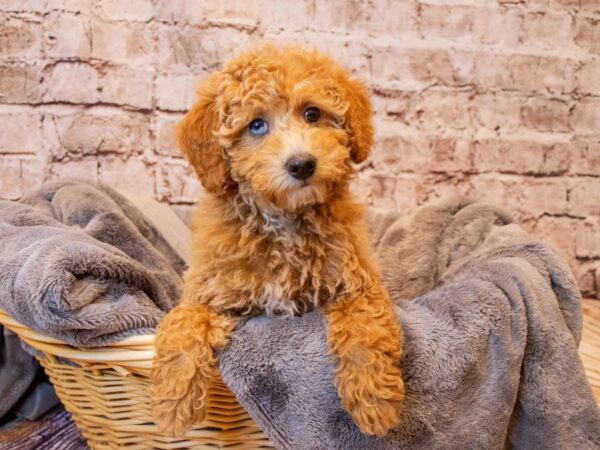 Mini Poodle- Available 6/15-DOG-Male-Apricot-1294-PetCenter Old Bridge, New Jersey
