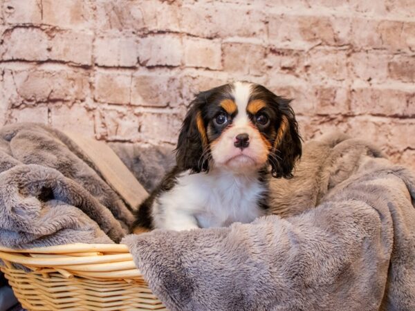 Cavalier King Charles Spaniel- Available 6/15-DOG-Male-Tri-Colored-1295-PetCenter Old Bridge, New Jersey