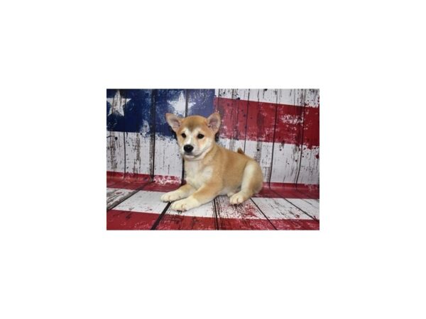 Shiba Inu- Available 6/22-DOG-Male-Red-1305-PetCenter Old Bridge, New Jersey