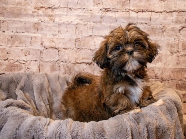 Lhasa Apso- Available 6/22-DOG-Female-Red Gold-1307-PetCenter Old Bridge, New Jersey