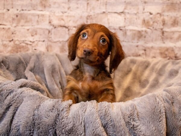 Dachshund- Available 6/22-DOG-Male-Chocolate-1306-PetCenter Old Bridge, New Jersey
