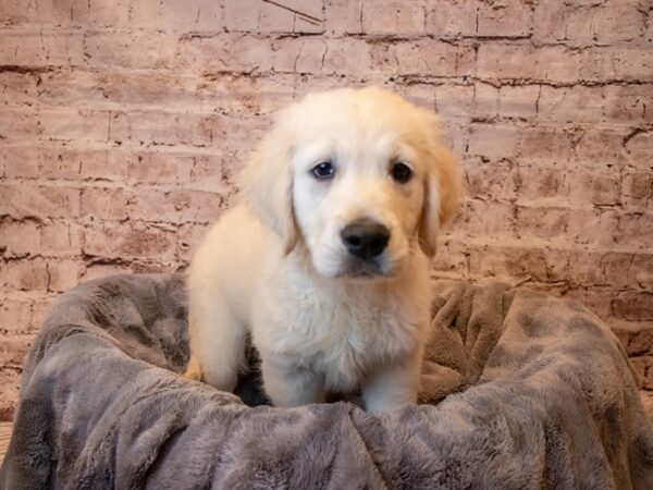 Golden Retriever- Available 6/22-DOG-Female-Cream-1301-PetCenter Old Bridge, New Jersey