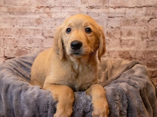 Golden Retriever- Available 6/22-DOG-Female-Golden-1302-PetCenter Old Bridge, New Jersey