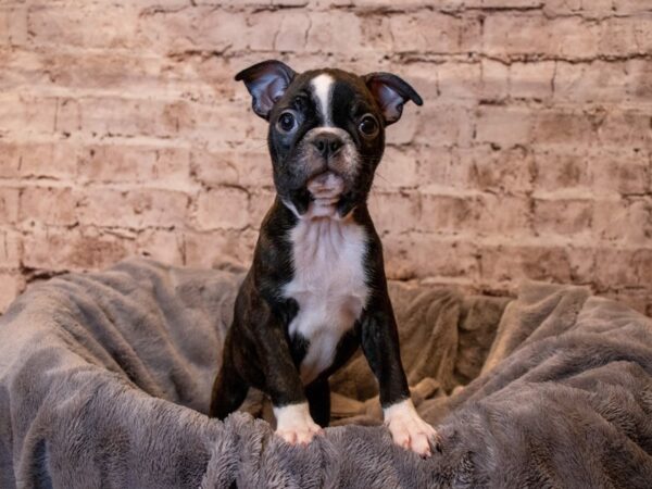 Boston Terrier- Available 6/22-DOG-Female-Black Brindle and White-1308-PetCenter Old Bridge, New Jersey