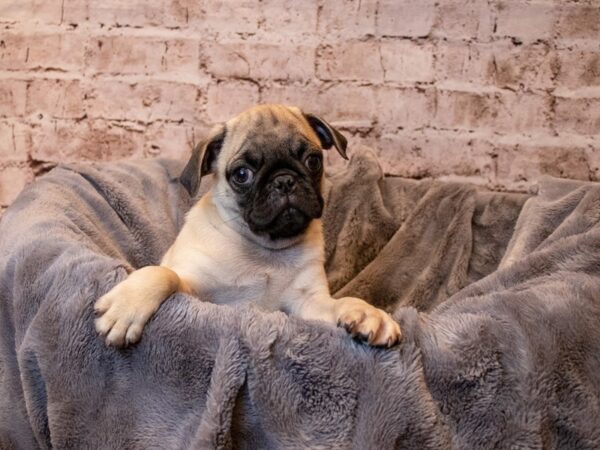 Pug- Available 6/22-DOG-Male-Fawn-1303-PetCenter Old Bridge, New Jersey