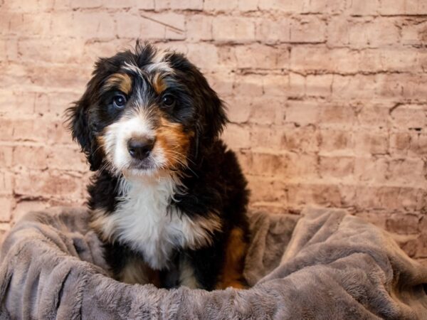Bernedoodle- Available 6/22-DOG-Female-Black Tan / White-1300-PetCenter Old Bridge, New Jersey