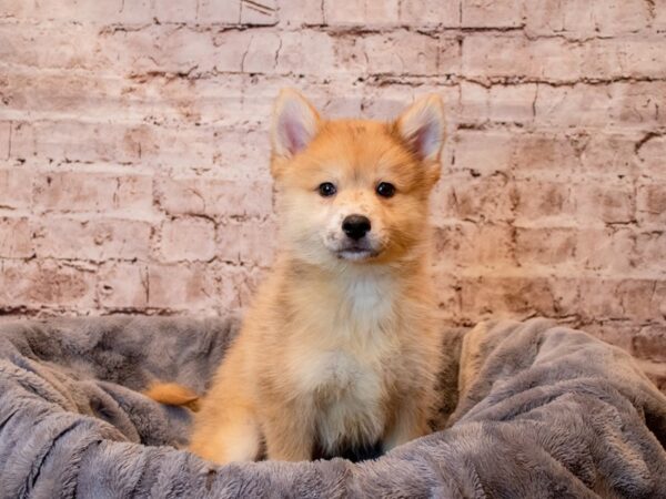 Pomsky- Available 6/22-DOG-Male-Red Merle-1309-PetCenter Old Bridge, New Jersey