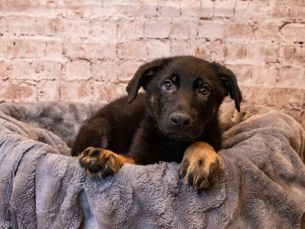 German Shepherd- Available 6/22-DOG-Male-Black and Tan-1304-PetCenter Old Bridge, New Jersey