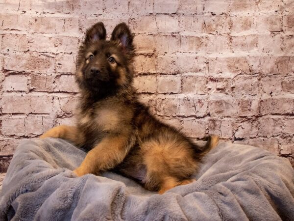 German Shepherd- Available 6/29-DOG-Male-Black and Tan-1319-PetCenter Old Bridge, New Jersey