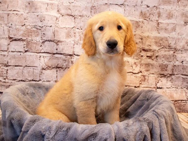 Golden Retriever- Available 6/29-DOG-Male-Golden-1323-PetCenter Old Bridge, New Jersey