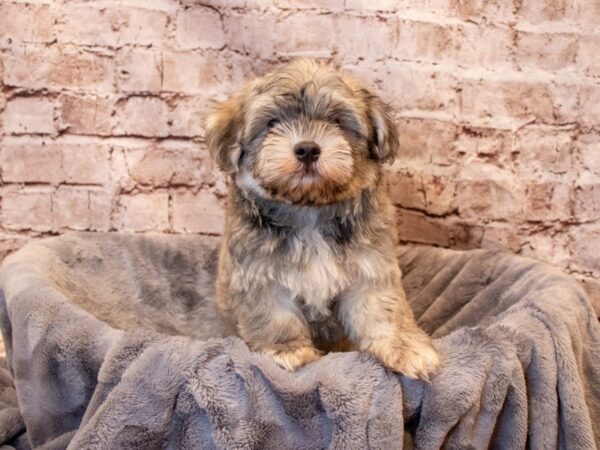 Havanese- Available 6/29-DOG-Male-Silver Sable-1324-PetCenter Old Bridge, New Jersey