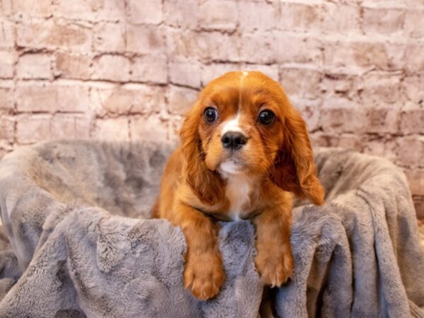 Cavalier King Charles Spaniel- Available 6/29-DOG-Female-Ruby-1312-PetCenter Old Bridge, New Jersey