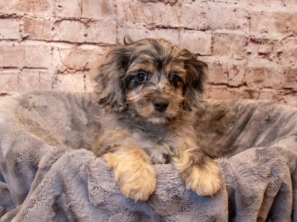 Cockapoo- Available 6/29-DOG-Male-Blue Merle-1311-PetCenter Old Bridge, New Jersey