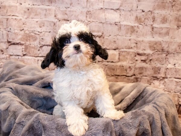 Cavapoo- Available 6/29-DOG-Male-Black / White-1315-PetCenter Old Bridge, New Jersey