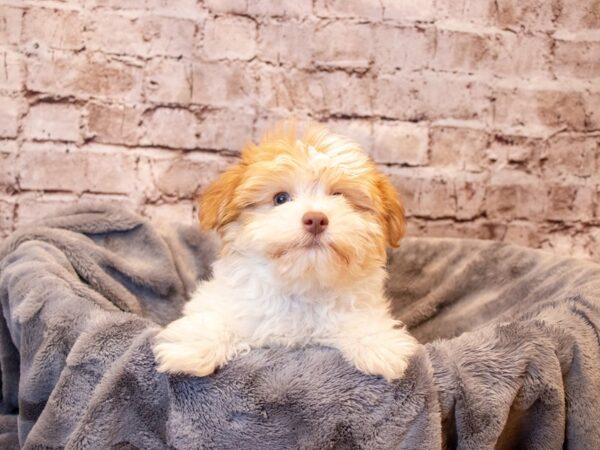 Havanese- Available 6/29-DOG-Male-Red Sable-1314-PetCenter Old Bridge, New Jersey