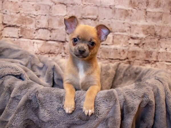 Chihuahua- Available 6/29-DOG-Male-Blue Sable-1310-PetCenter Old Bridge, New Jersey