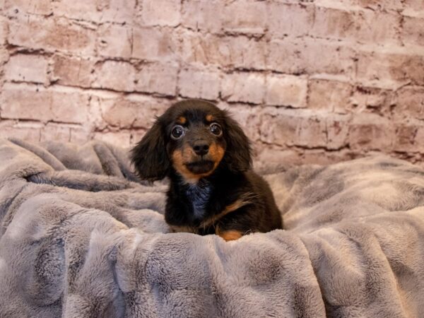 Dachshund-Available 6/29-DOG-Male-Black and Tan-1322-PetCenter Old Bridge, New Jersey