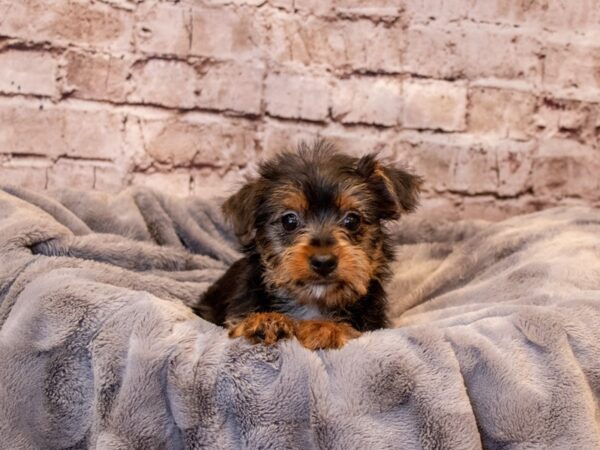 Yorkshire Terrier- Available 6/29-DOG-Male-Black and Tan-1318-PetCenter Old Bridge, New Jersey