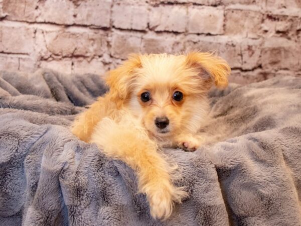 Toy Aussie Poo- Available 6/29-DOG-Male-Cream-1321-PetCenter Old Bridge, New Jersey