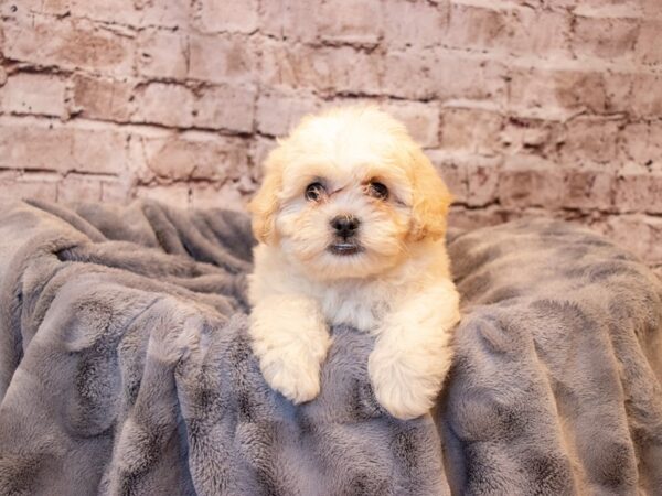 Teddy Bear- Available 6/29-DOG-Male-Gold-1316-PetCenter Old Bridge, New Jersey