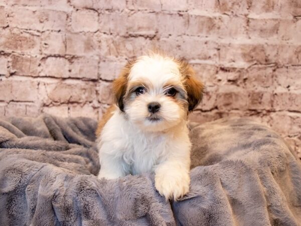 Mal-shi- Available 6/29-DOG-Male-Gold and White-1317-PetCenter Old Bridge, New Jersey