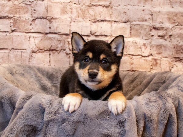 Shiba Inu- Available 6/29-DOG-Female-Black and Tan-1320-PetCenter Old Bridge, New Jersey
