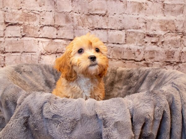 Cavachon- Available 6/29-DOG-Female-Red-1313-PetCenter Old Bridge, New Jersey
