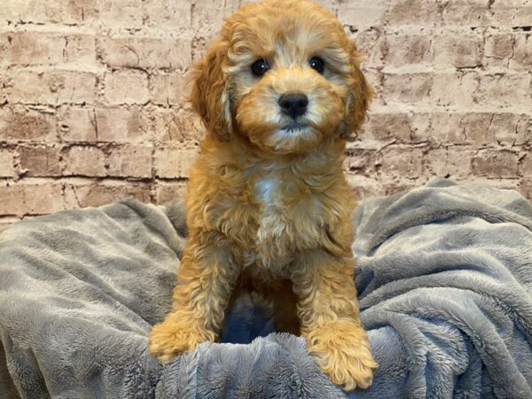 Mini Goldendoodle- Available 7/6-DOG-Female-Red-1331-PetCenter Old Bridge, New Jersey