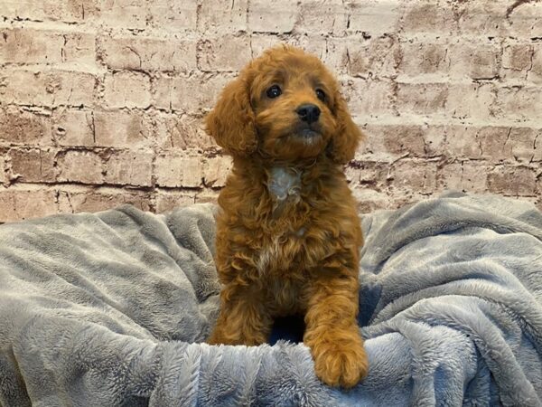 Mini Goldendoodle- Available 7/6-DOG-Female-Red-1332-PetCenter Old Bridge, New Jersey
