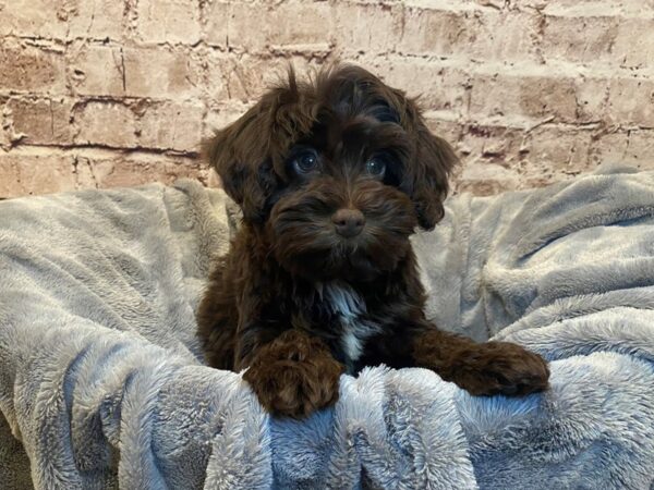 Schnoodle- Available 7/6-DOG-Female-Chocolate-1328-PetCenter Old Bridge, New Jersey