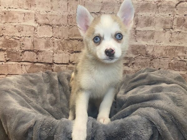 Pomsky- Available 7/6-DOG-Male-Blue Merle-1326-PetCenter Old Bridge, New Jersey