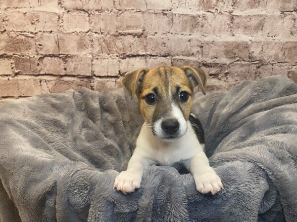 Jack Russell Terrier- Available 7/6-DOG-Female-Black / White-1333-PetCenter Old Bridge, New Jersey