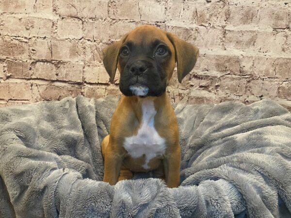Boxer- Available 7/6-DOG-Female-Fawn-1330-PetCenter Old Bridge, New Jersey
