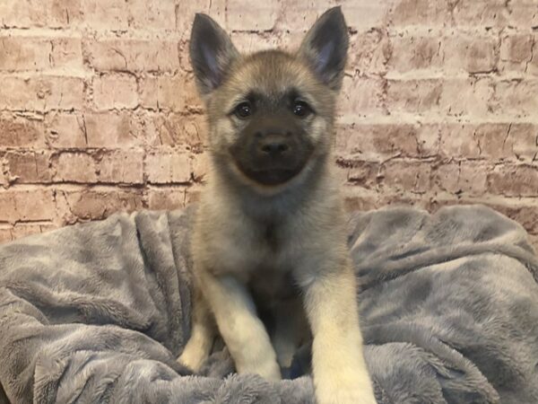 Norwegian Elkhound- Available 7/6-DOG-Female-Black / Silver-1327-PetCenter Old Bridge, New Jersey