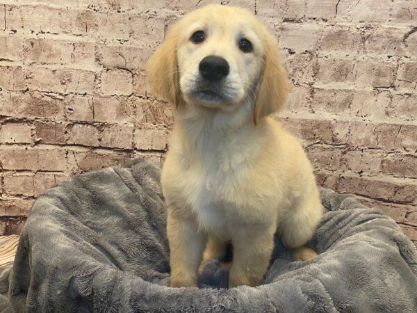Golden Retriever- Available 7/6-DOG-Male-Light Golden-1334-PetCenter Old Bridge, New Jersey