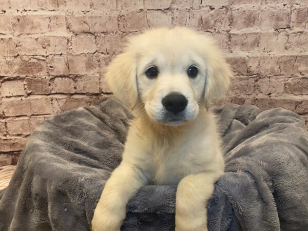 Golden Retriever- Available 7/6-DOG-Female-Cream-1335-PetCenter Old Bridge, New Jersey
