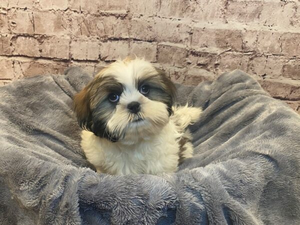 Shih Tzu- Available 7/6-DOG-Male-White-1336-PetCenter Old Bridge, New Jersey