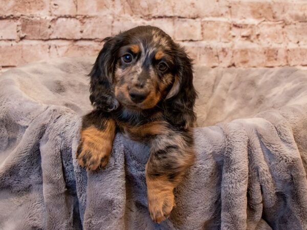 Dachshund- Available 7/13-DOG-Male-Silver Dapple-1353-PetCenter Old Bridge, New Jersey
