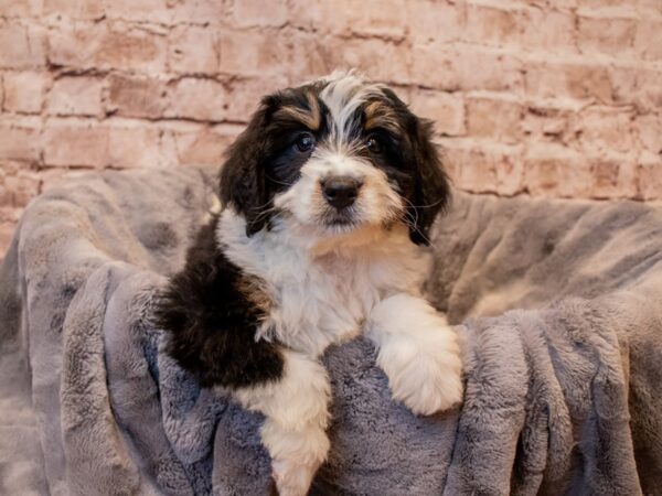 Mini Bernadoodle- Available 7/13-DOG-Female-Black / White-1339-PetCenter Old Bridge, New Jersey