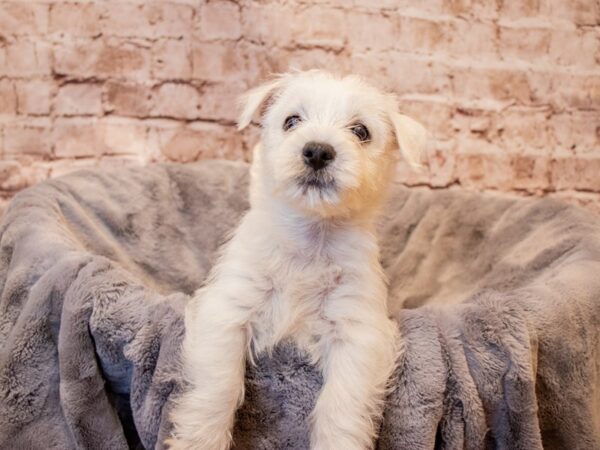 West Highland White Terrier- Available 7/13-DOG-Male-White-1344-PetCenter Old Bridge, New Jersey